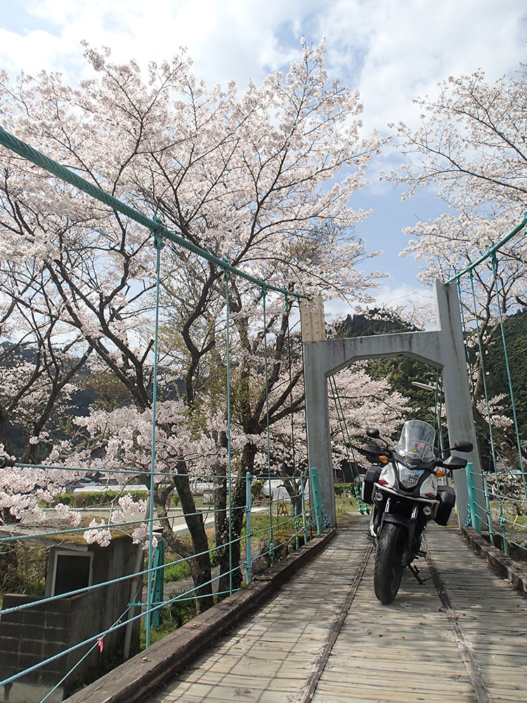 吊り橋と桜並木