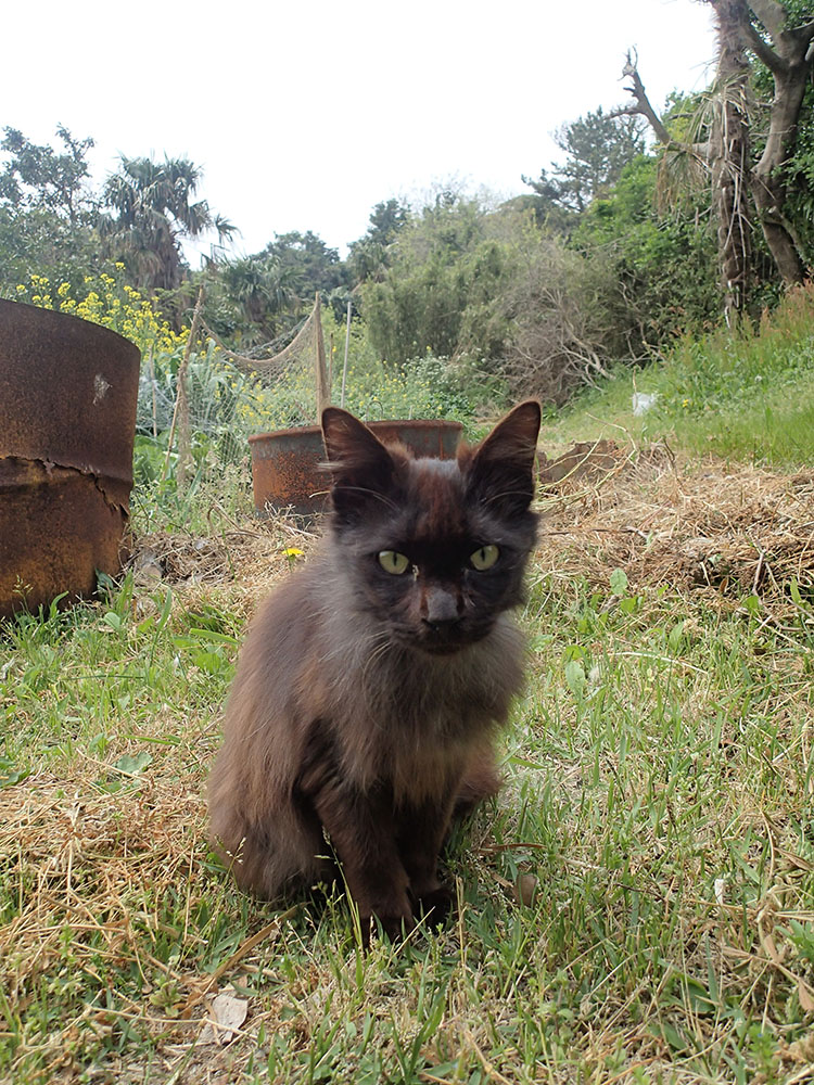 玉井カメラマンに視線を送っていた黒猫
