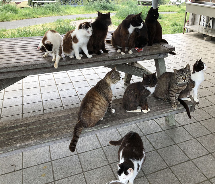 マンガアイランドに集結していた猫たち